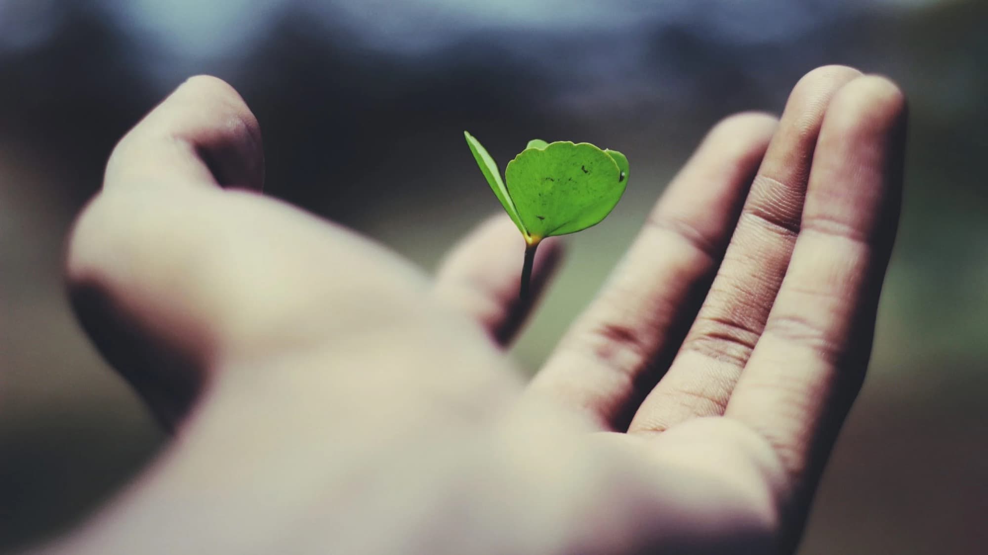 An open hand holding a young seedling